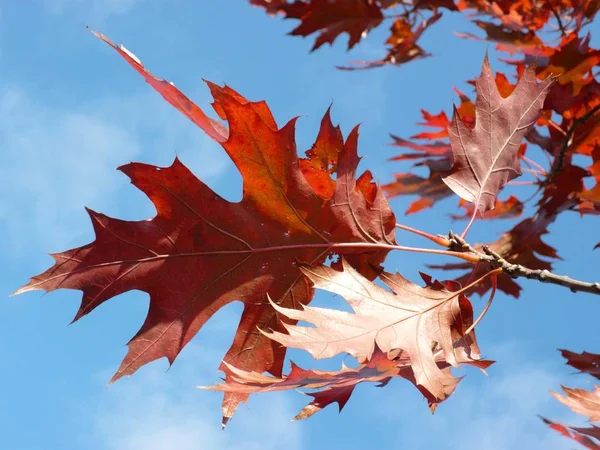 Röd lönn på hösten — Stockfoto