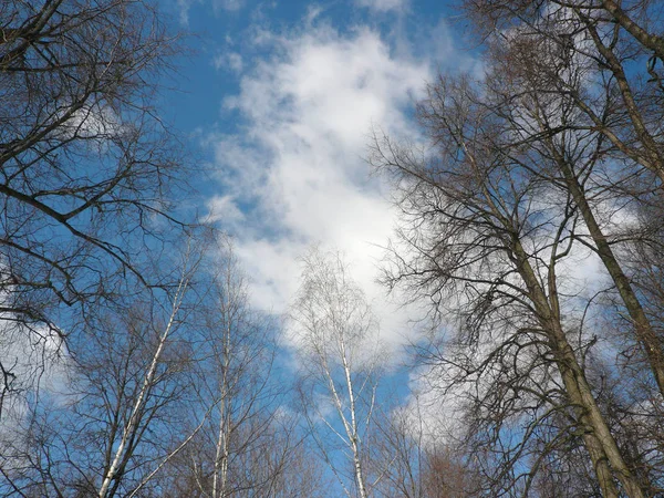 Bois sur ciel bleu — Photo