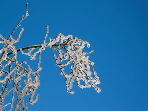 Hielo en el árbol —  Fotos de Stock