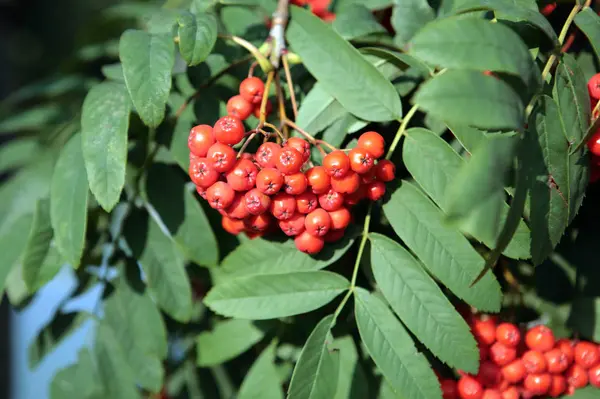 Ashberry with leafs at dry day — Stock Photo, Image