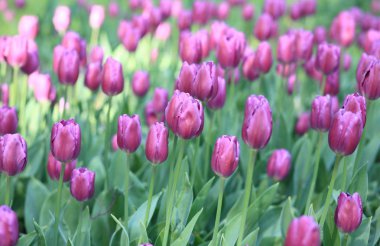 Baharda Kırmızı Lale