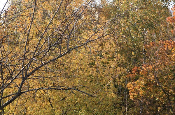 Arbres au jour d'automne — Photo