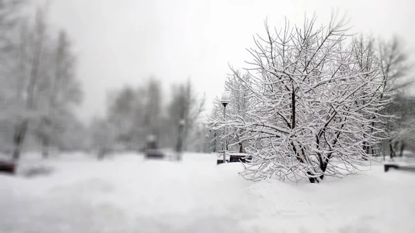 Parque de la ciudad después de nevadas en el día — Foto de Stock