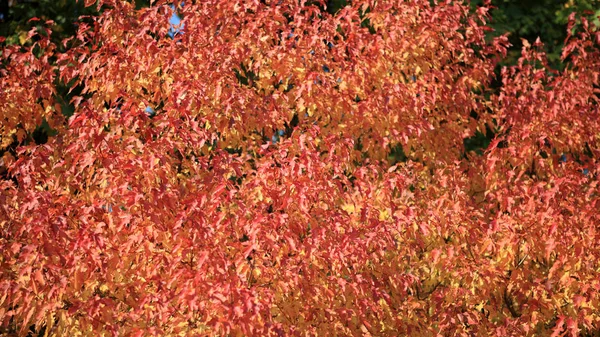 Red and yellow leafs at autumn — Stock Photo, Image