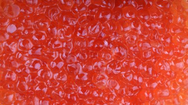 Gündüz kırmızı havyar