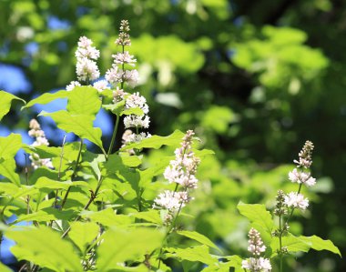 Baharda leylak kuru güneşli bir günde