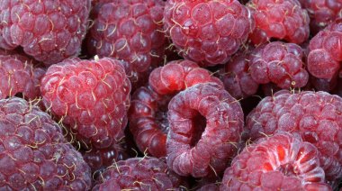 bir sürü ahududu var.