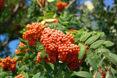 Kuru ve güneşli bir günde Ashberry