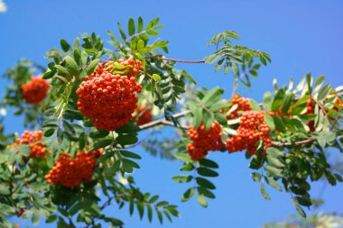 Kuru ve güneşli bir günde Ashberry