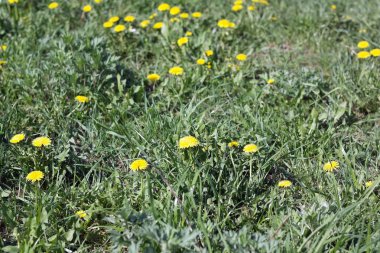 Karahindiba reklam kuru güneşli gün