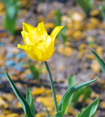 Baharda sarı lale
