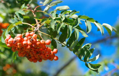 Kuru ve güneşli yaz gününde Ashberry