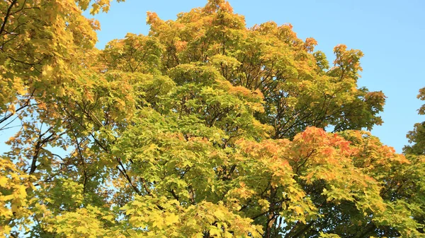 Feuilles d'érable jaunes sur l'arbre — Photo