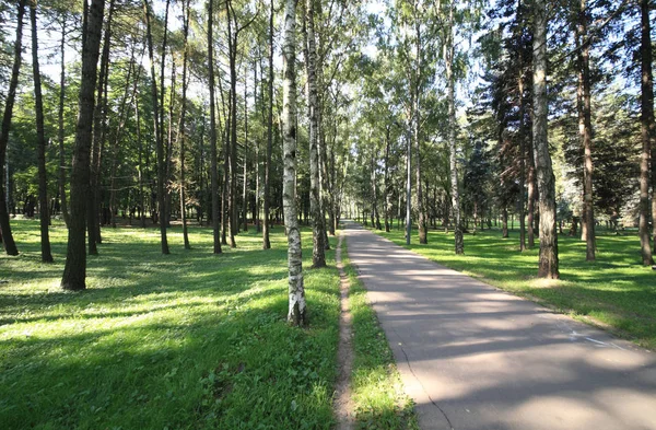 Березова алея вдень — стокове фото