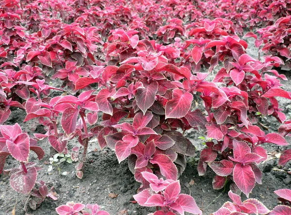 花壇に赤い葉します。 — ストック写真