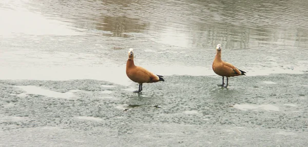 Two geese on ice — Stock Photo, Image