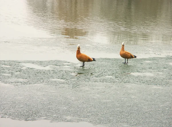 Два гуси на льоду — стокове фото
