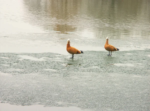 Two geese on ice — Stock Photo, Image