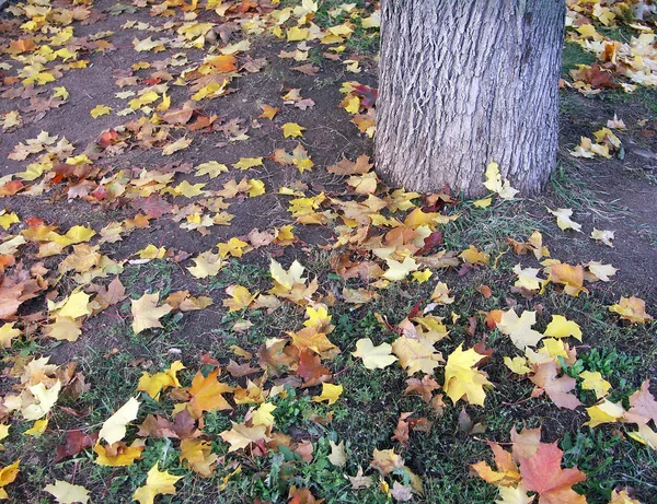 Maple leafs på torra soliga dag — Stockfoto