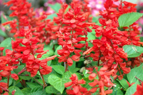 Red little flowers at dry sunny day — Stock Photo, Image