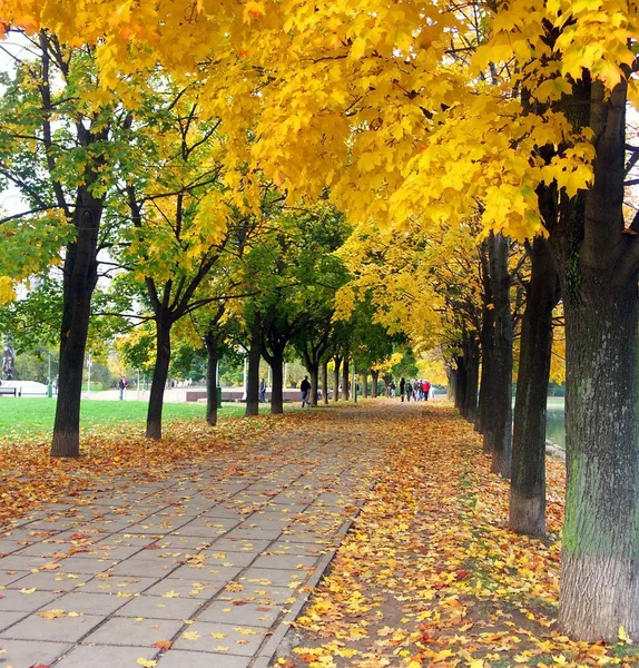 Maple alley at dry sunny day — Stock Photo, Image