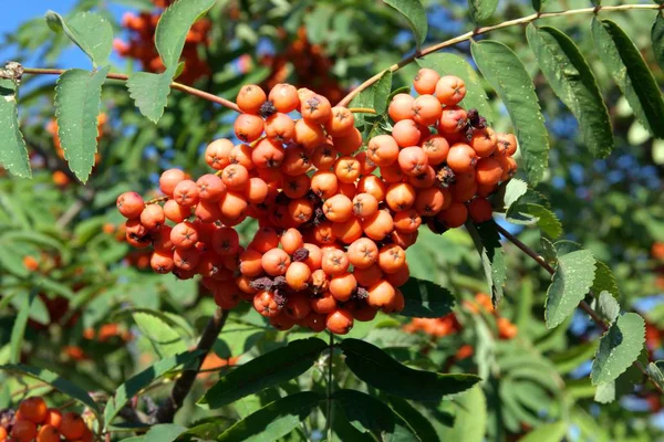 Ashberry op droge zonnige dag — Stockfoto