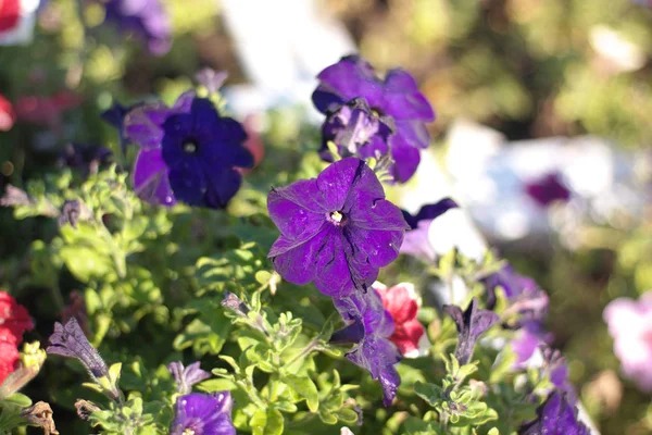 blue flower Campanula ad dry sunny day