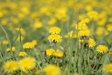 Bahar günü karahindiba