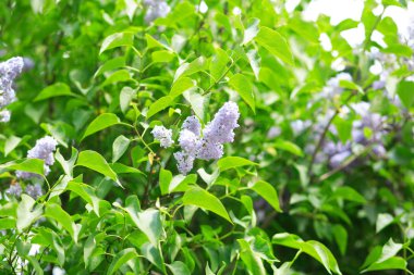 Bahar gününde leylak rengi