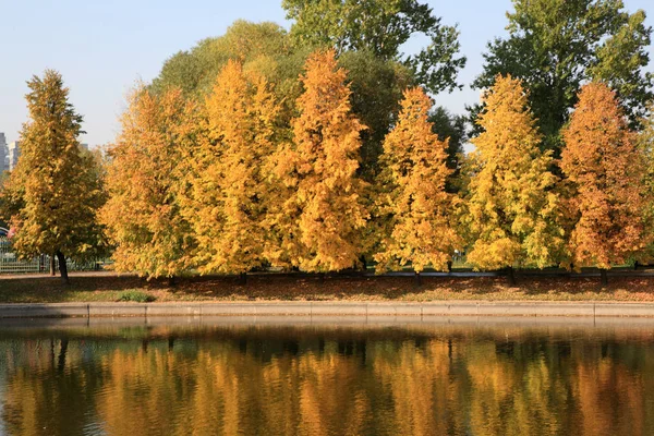 Şehir parkı altın yağmuru — Stok fotoğraf