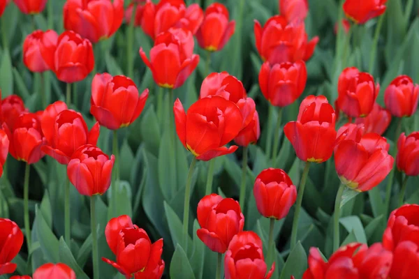 Tulipe rouge au printemps — Photo