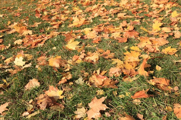 Yellow maple leafs w dzień — Zdjęcie stockowe