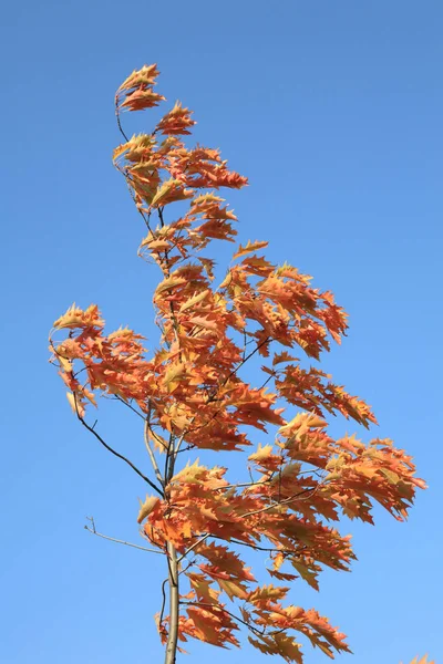 Červené dubové listy na podzim — Stock fotografie