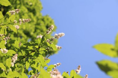 Bahar günü, leylak