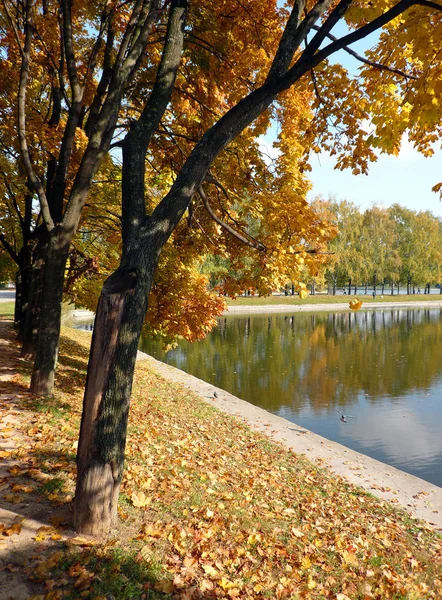 Maple alley at autumn — Stock Photo, Image