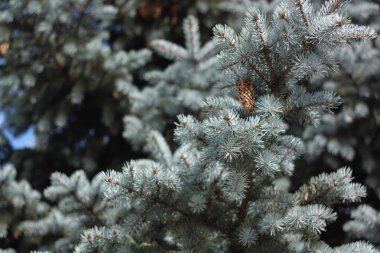 Gündüz köknar ağacı