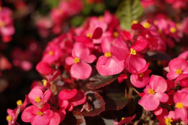 gün kırmızı küçük çiçekler