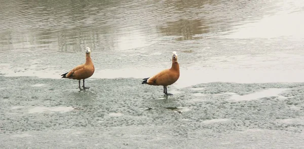 Two geese on ice — Stock Photo, Image