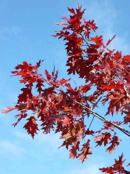 Érable rouge à l'automne — Photo