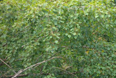 Kuru gün yeşil yapraklar