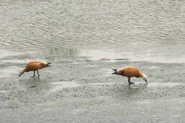 buz üstünde iki kaz 
