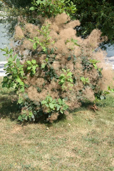 Arbre pelucheux par temps sec et ensoleillé — Photo