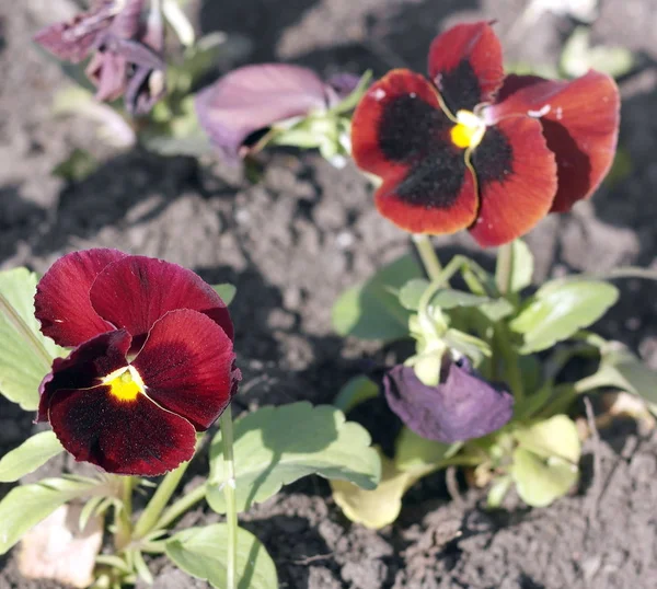 Red Viola at Spring — Stock Photo, Image