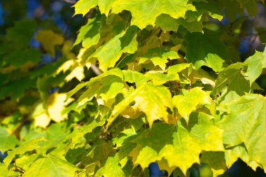 Ağaçtaki sarı akçaağaç yaprakları