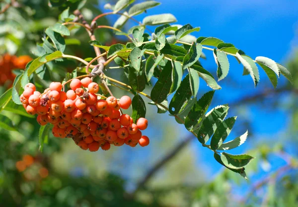 Ashberry à sec ensoleillé journée d'été — Photo