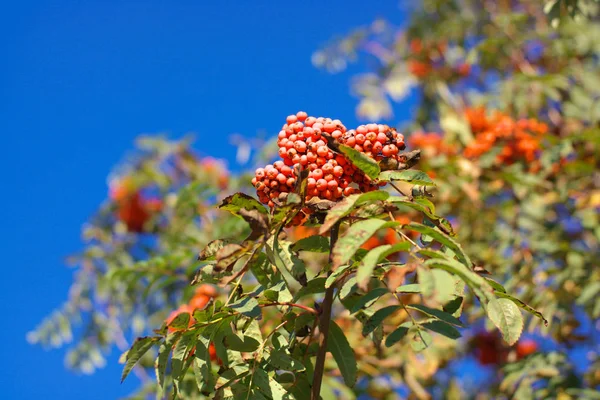 Ashberry at dry sunny day — Stock Photo, Image