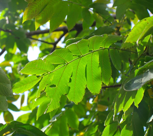 Folhas verdes no fundo do céu — Fotografia de Stock