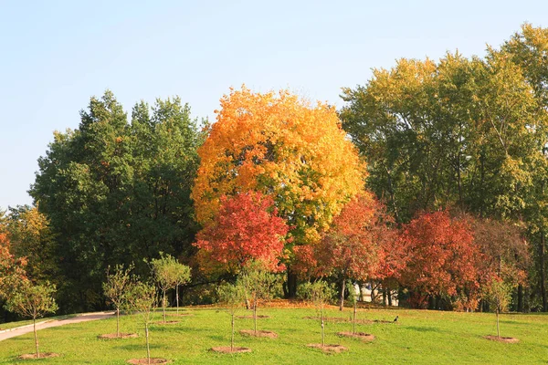 Trees at autumn dry day — Stock Photo, Image