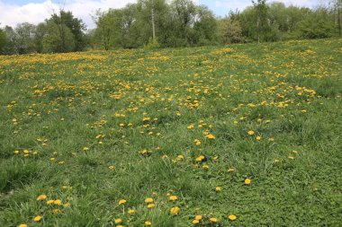 karahindiba bahar kuru gün