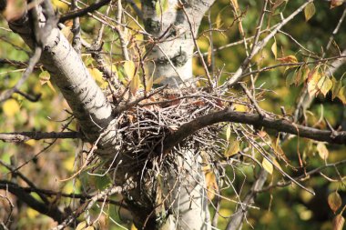 Ağaçtaki kıvrımlı yuva